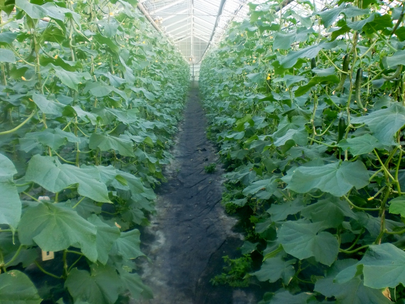 Gartenbaubetrieb In Weil Am Rhein Gartnerei Greiner Gemuse Beet Und Balkonpflanzen